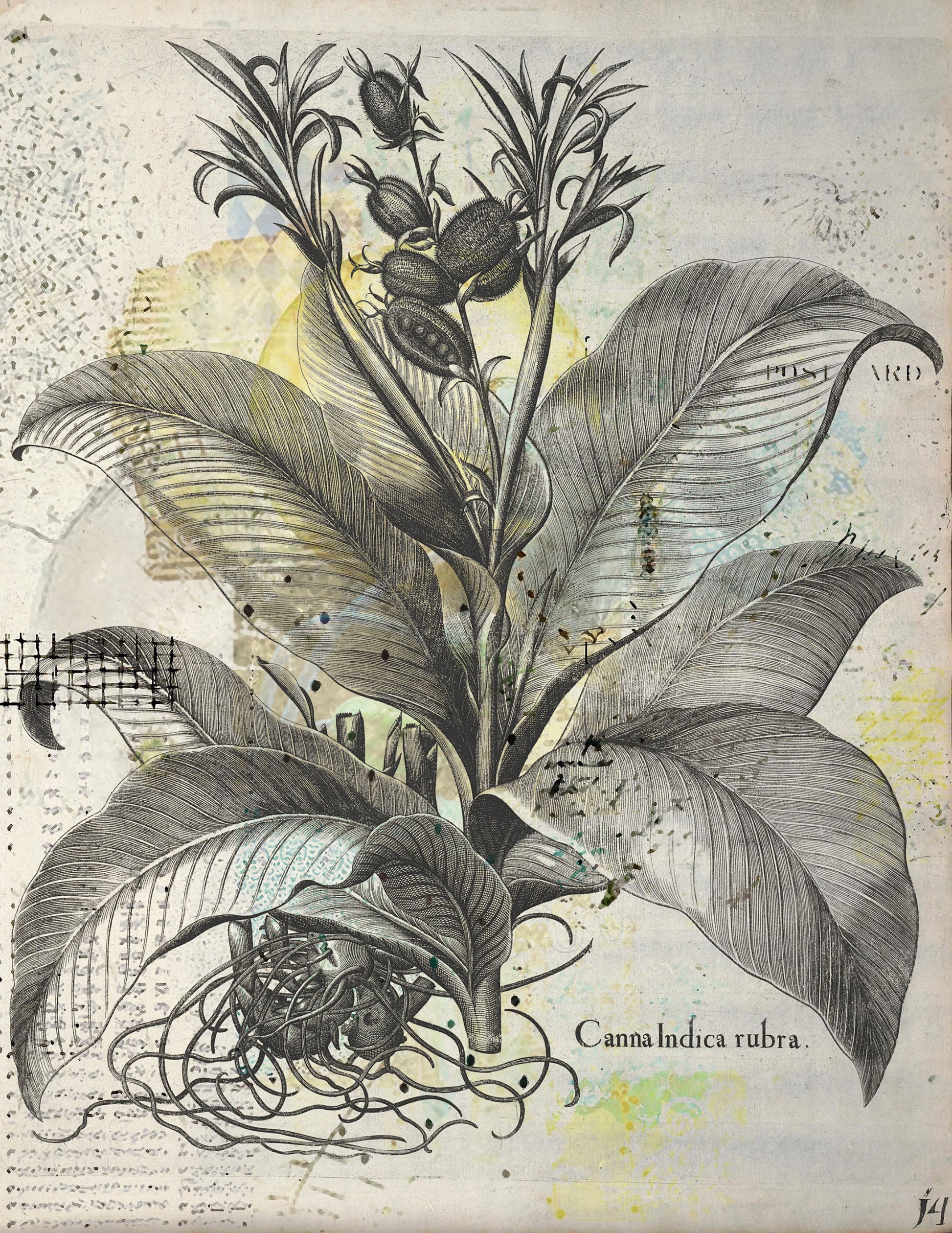 Detailed botanical illustration of a plant with large leaves on a textured background