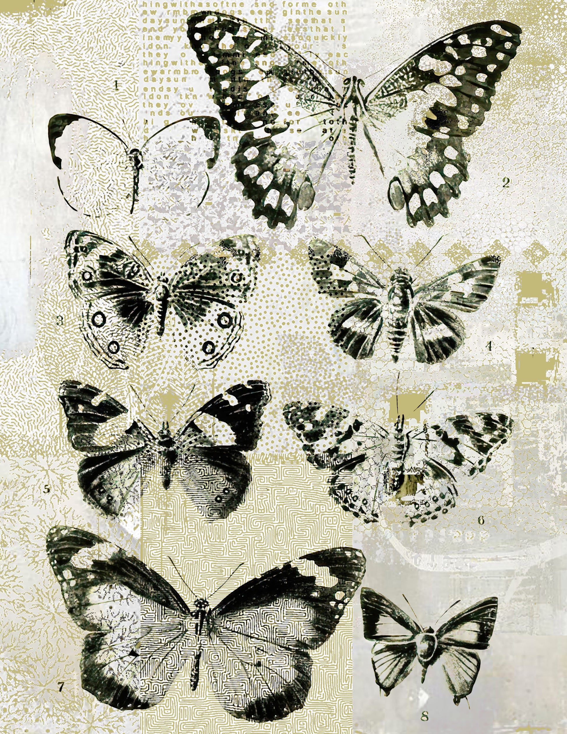 Illustration of butterflies on a textured background
